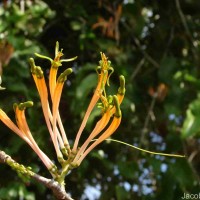 Dendrophthoe falcata (L.f.) Ettingsh.